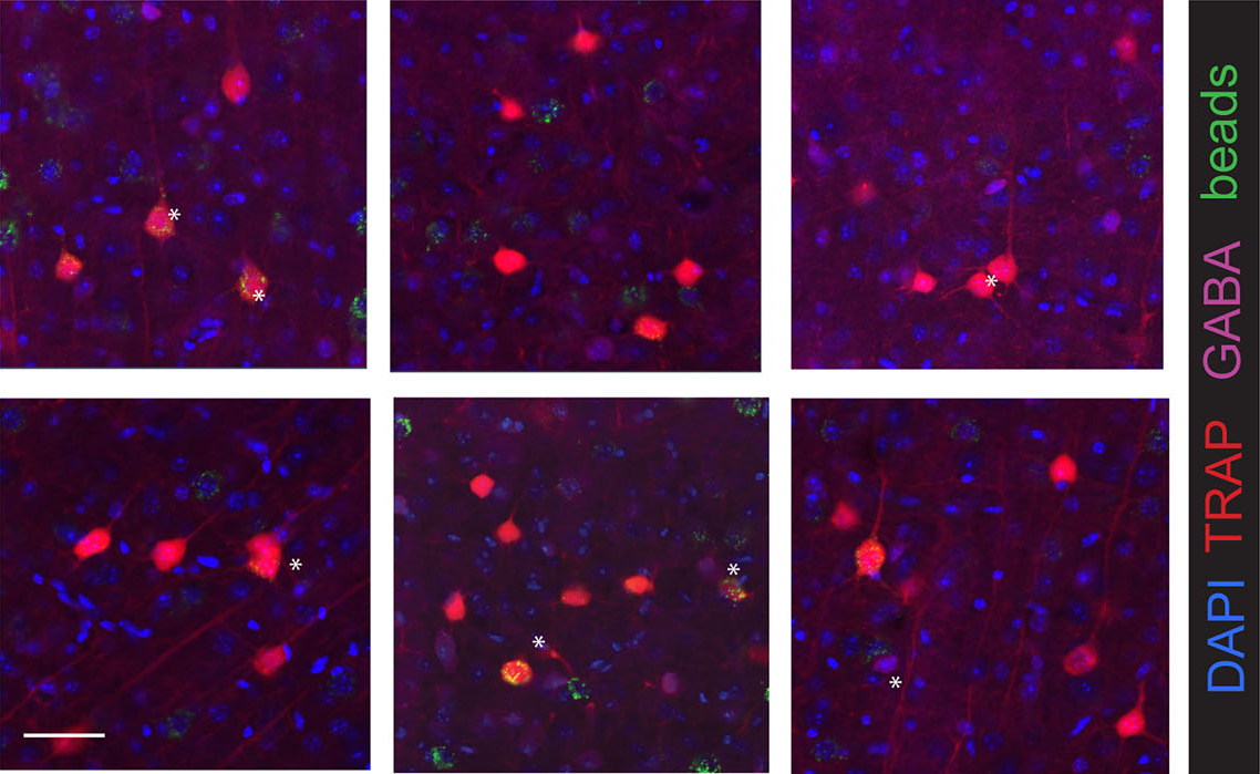 Confocal image of stress-tagged prefrontal neurons that project to the nucleus accumbens, in red on blue